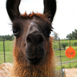 CNS Llama