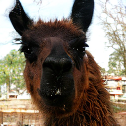 ODE Llama