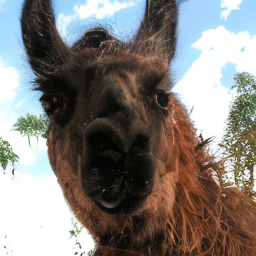 SDE Llama