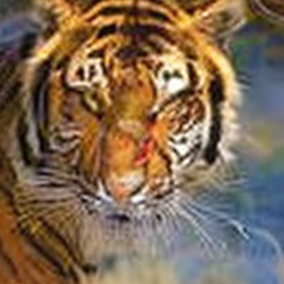 ODE Tiger