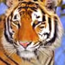 SDE Tiger