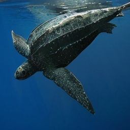 CNS Leatherback Turtle