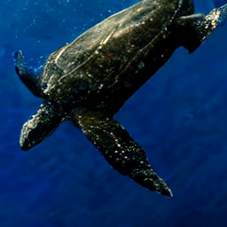 ODE Leatherback Turtle