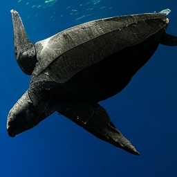 SDE Leatherback Turtle