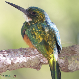 CNS Jacamar