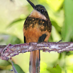 ODE Jacamar