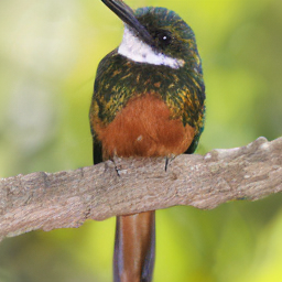SDE Jacamar