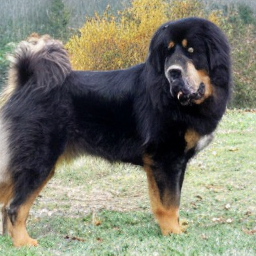 CNS Tibetan Mastiff