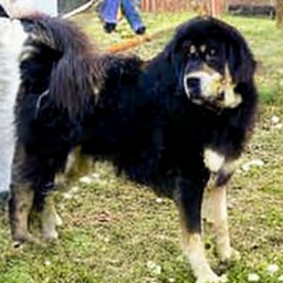 ODE Tibetan Mastiff