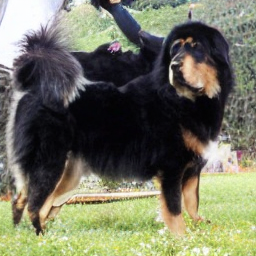 SDE Tibetan Mastiff