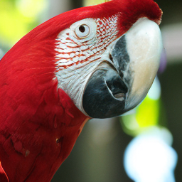 CNS Macaw