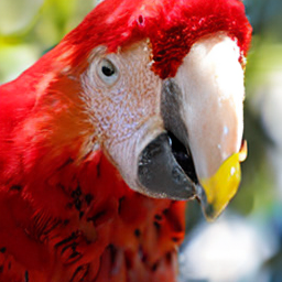 ODE Macaw