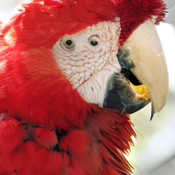 SDE Macaw