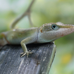 CNS American Chameleon