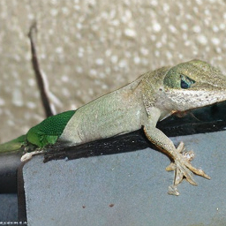 ODE American Chameleon