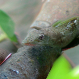 SDE American Chameleon