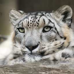 CNS Snow Leopard