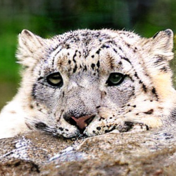 ODE Snow Leopard