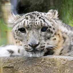SDE Snow Leopard