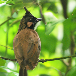 CNS Bulbul