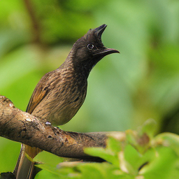 SDE Bulbul