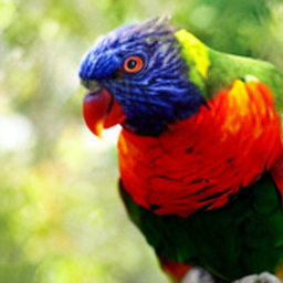 ODE Lorikeet